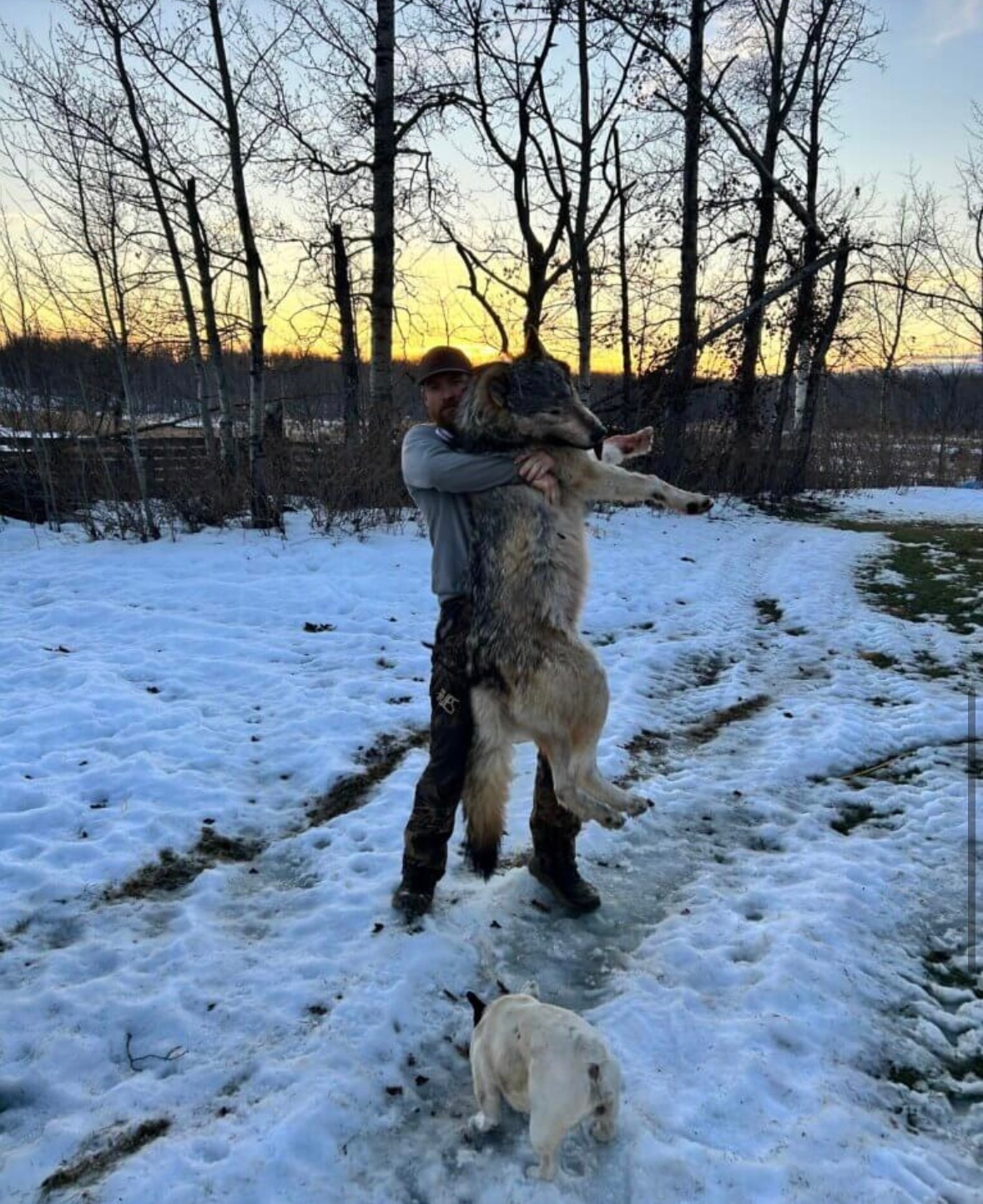 https://safaririver.com/wp-content/uploads/2026/10/safari-river-wolf-hunts-IMG_8445-2.jpg